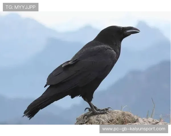 乌鸦连胜不止,主帅称团队信心爆棚,乌鸦的阵容 乌鸦连胜不止,主帅称团队信心爆棚,乌鸦的阵容